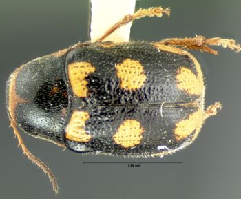Media type: image; Entomology 9284   Aspect: habitus dorsal view